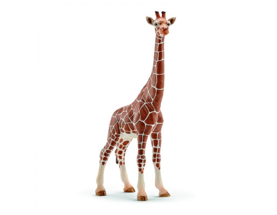 Girafa, Fémea