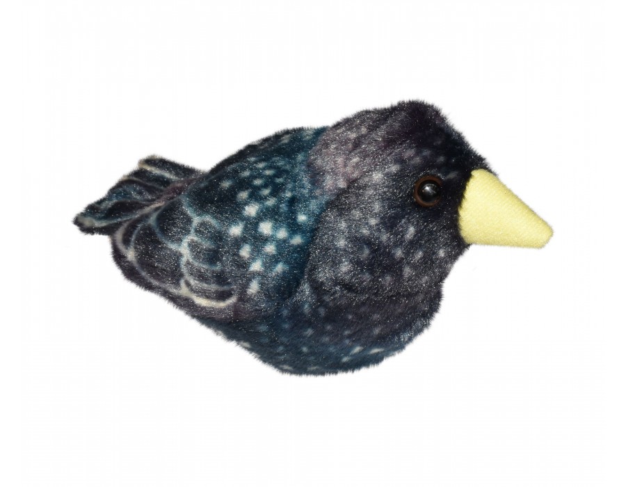 RSPB II Starling